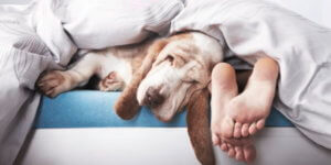 Clinique-Eurovet-Dormir-avec-son-chien Clinique-Eurovet-Dormir-avec-son-chien