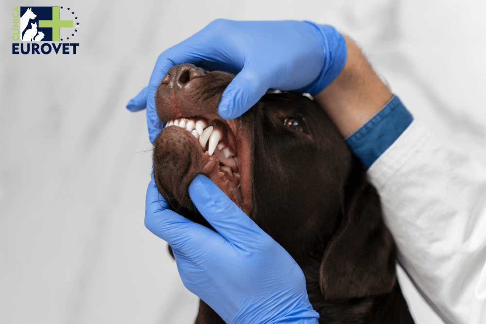 Veterinario revisando el sarro de un perro