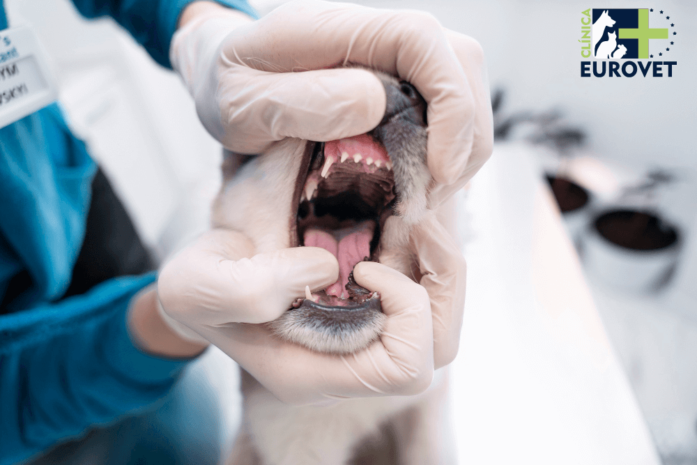 Veterinario revisando el sarro de un perro