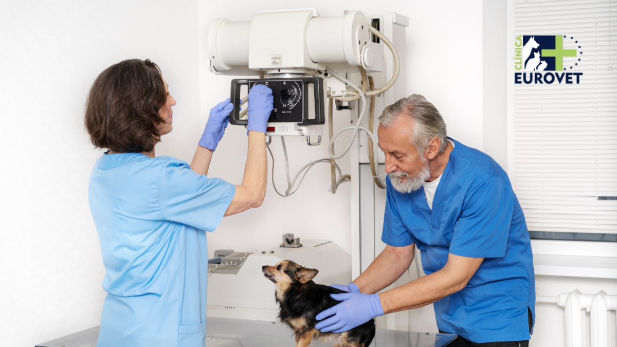 Veterinarios preparando una radiografia para un perro