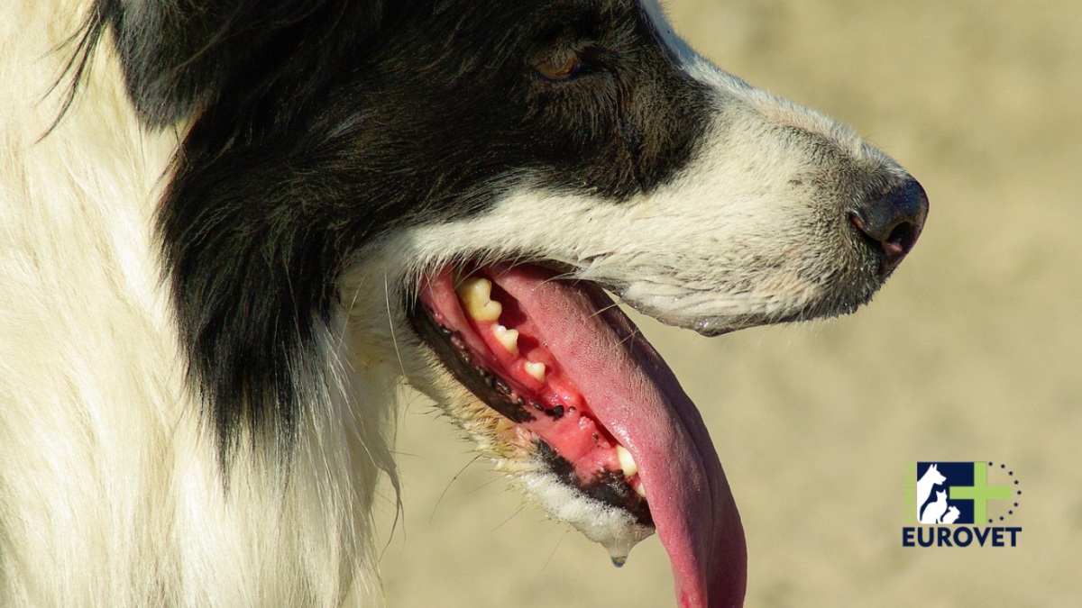Perro mostrando dientes y lengua