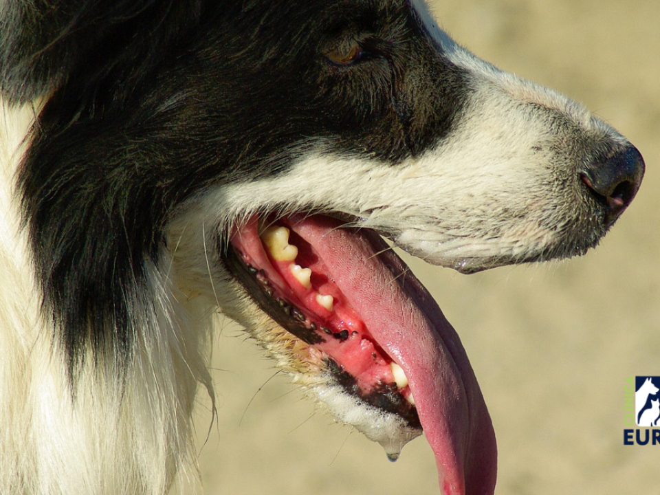 Perro mostrando dientes y lengua