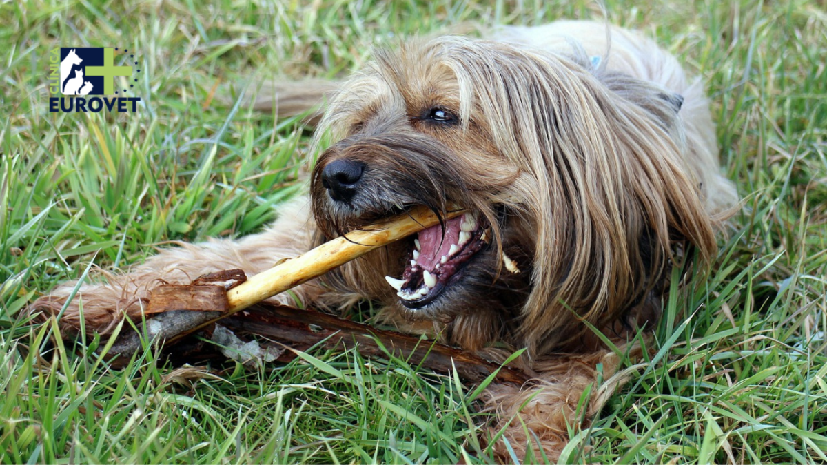 Perro mordiendo un palo