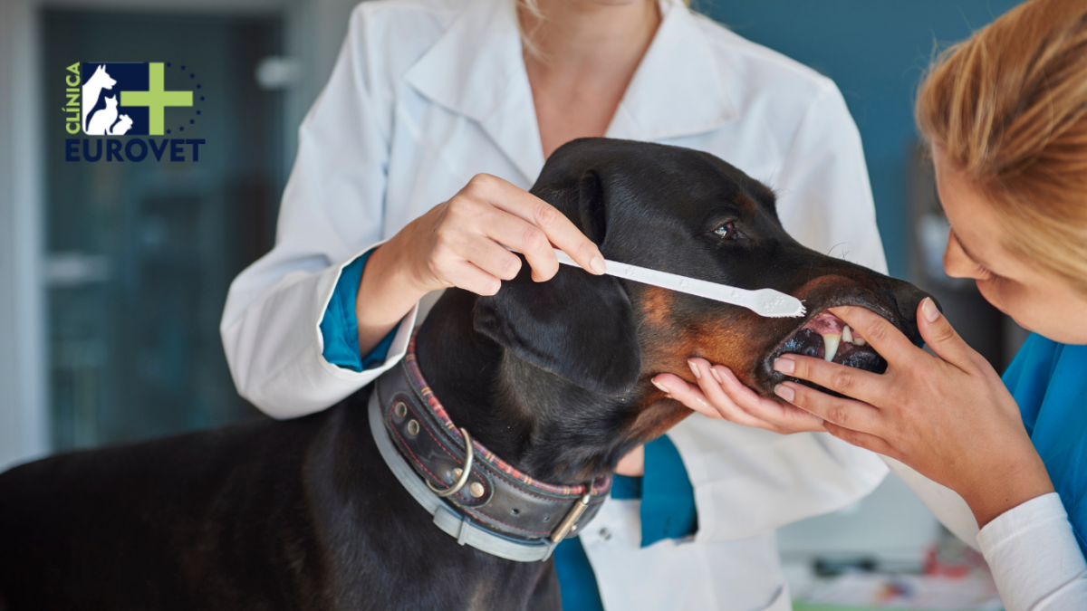 veterinaria limpia dientes a perro con mal aliento