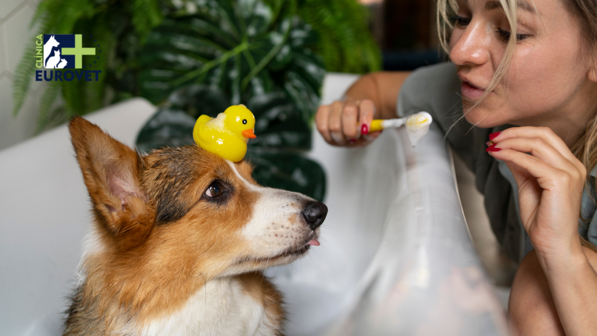 Mujer cepilla los dientes de su mascota