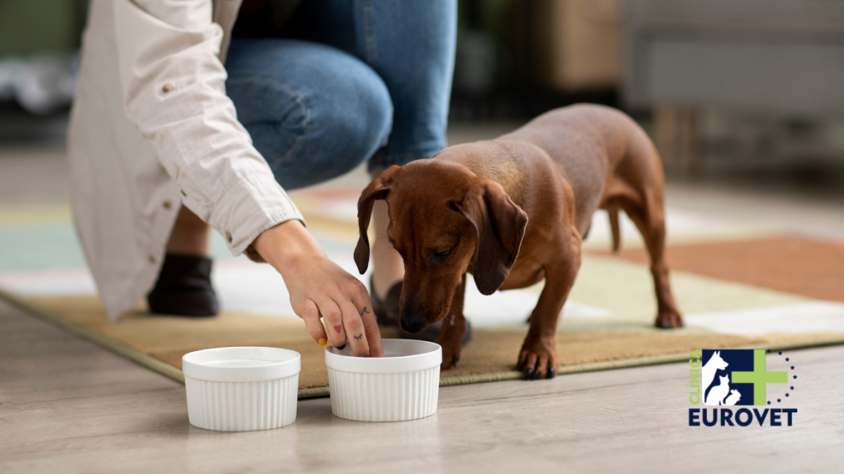 Mujer da comida a su perro