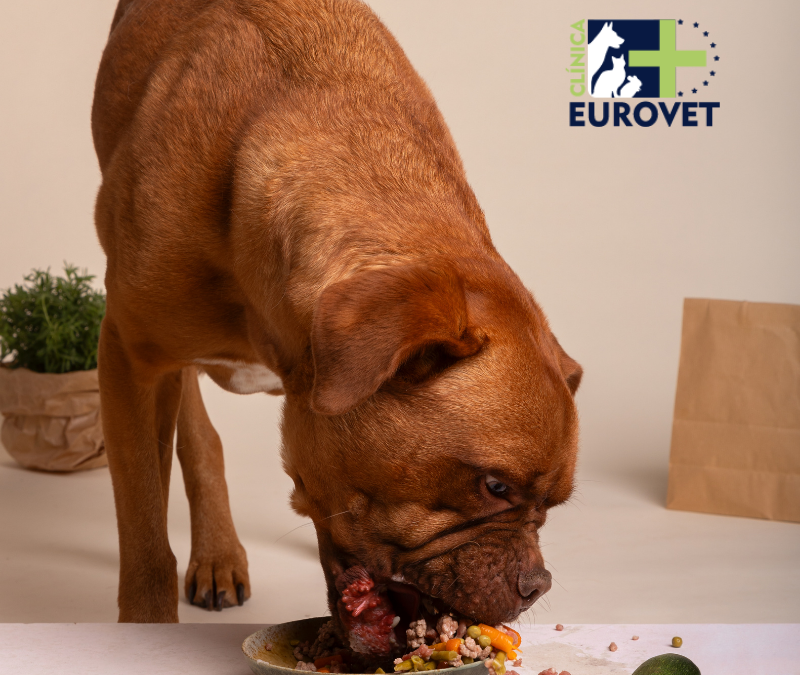 Perro comiendo alimentos caseros