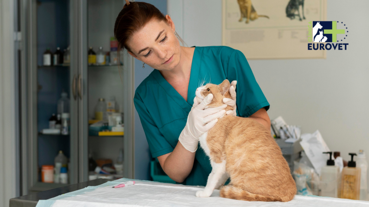Veterinaria haciendo revision dental a un gato