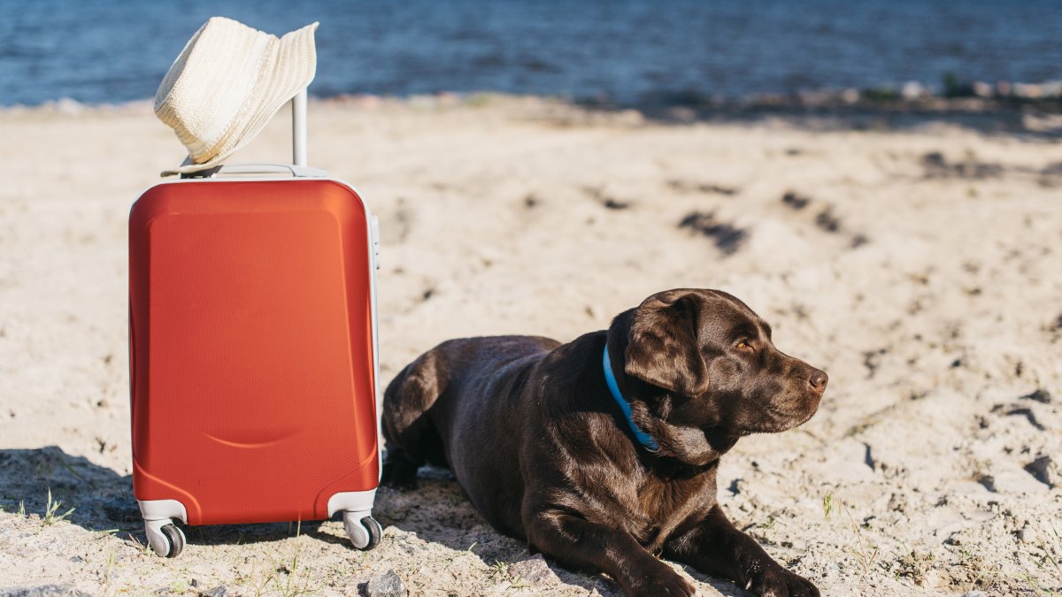 Perro con maleta de vacaciones en la playa