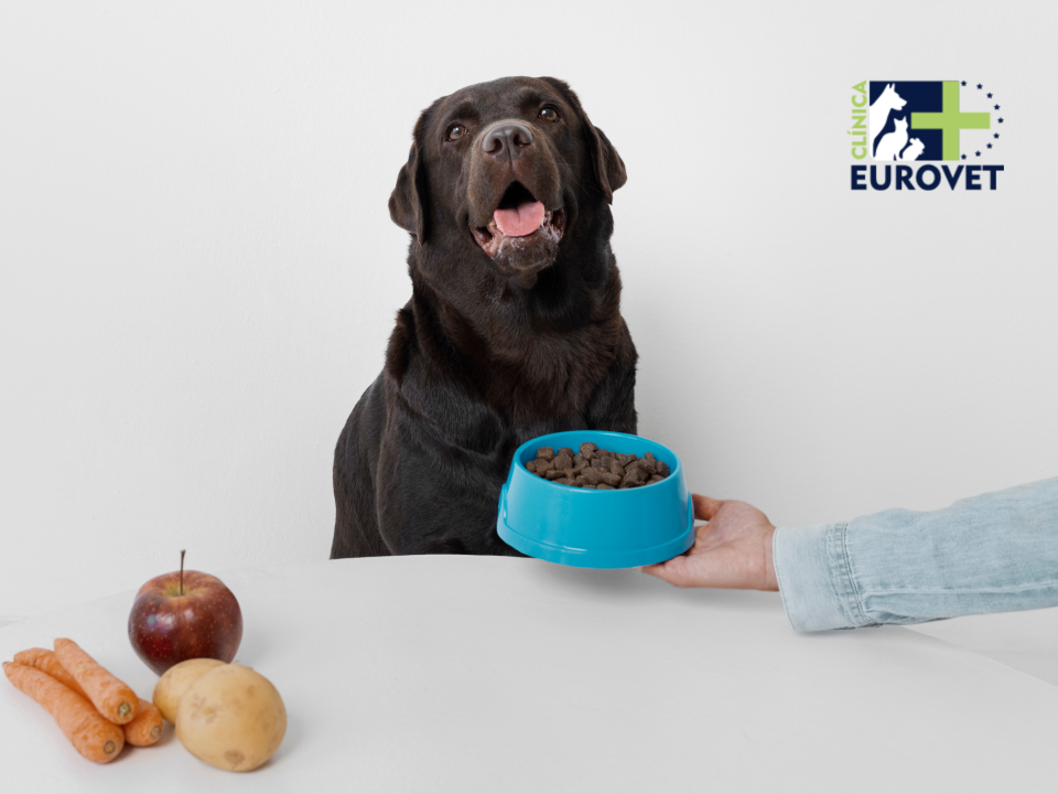 Perro decidiendo su alimentación