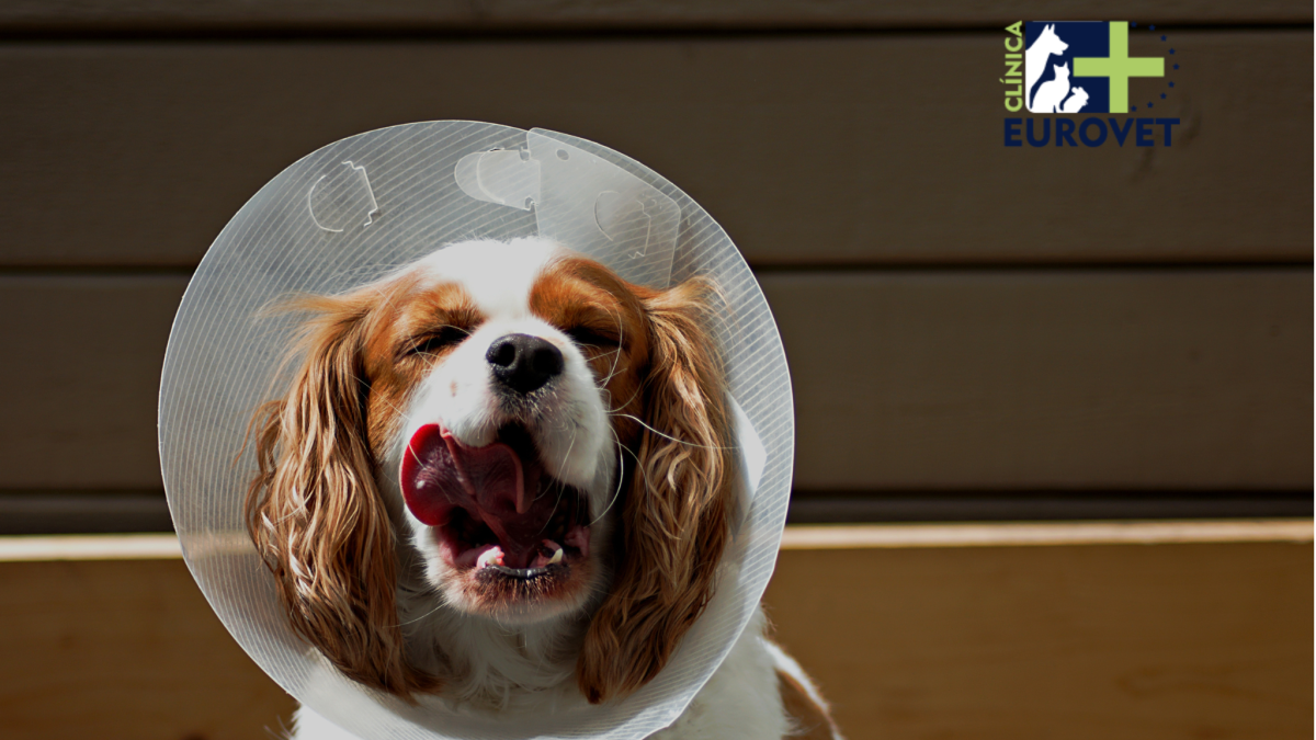 Perro con protección