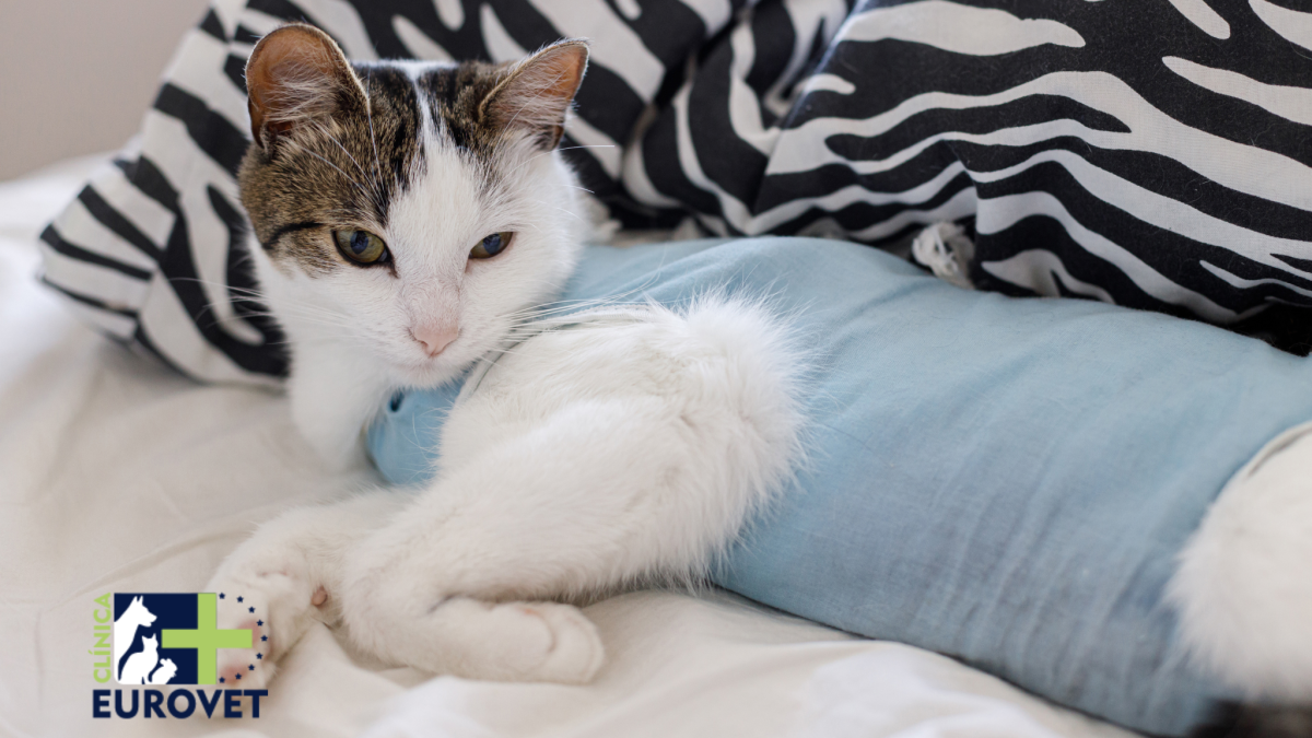 Gato recién esterilizado