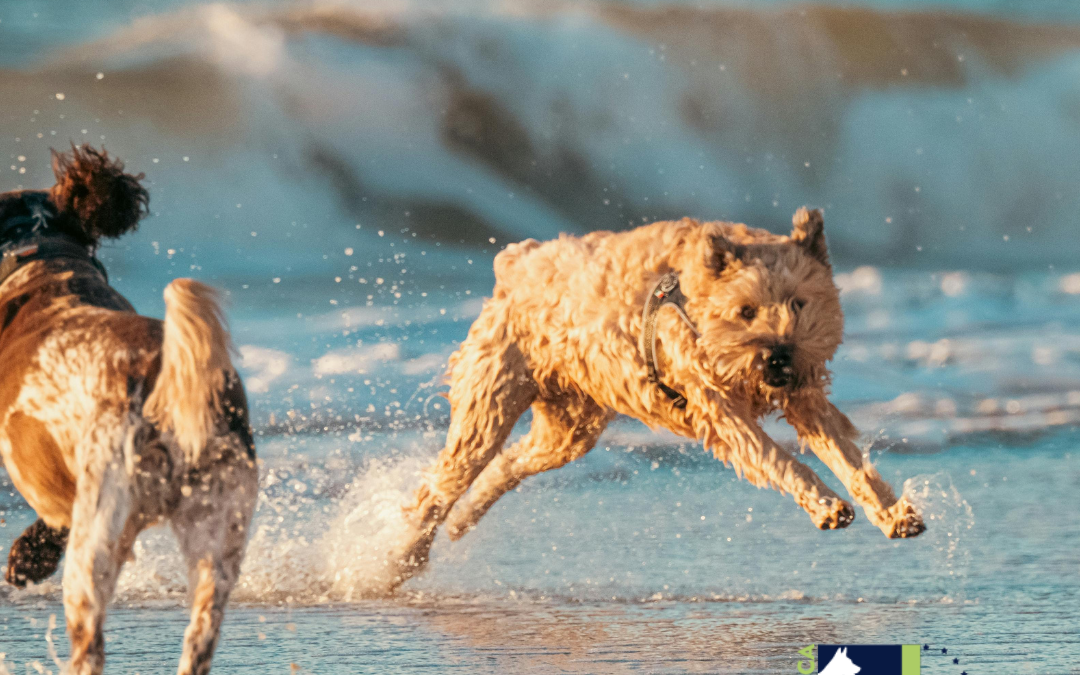 Dogs playing under the sun
