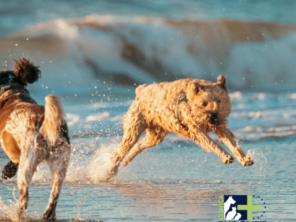 Dogs playing under the sun