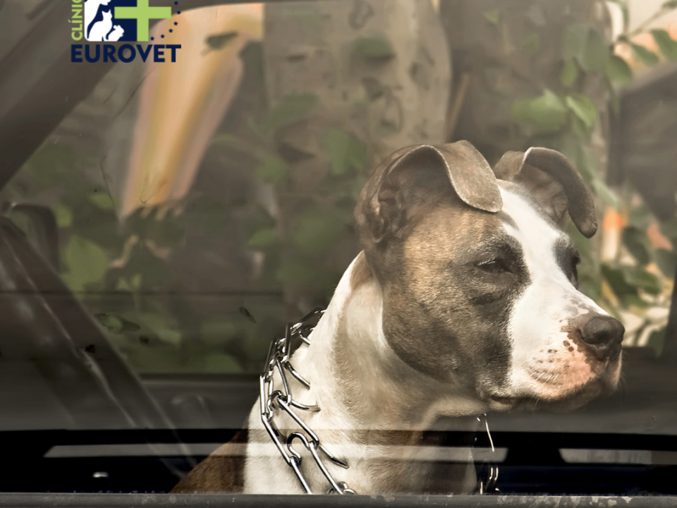Dog locked in car