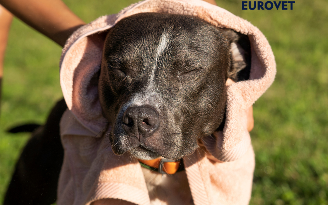 Dog in heat