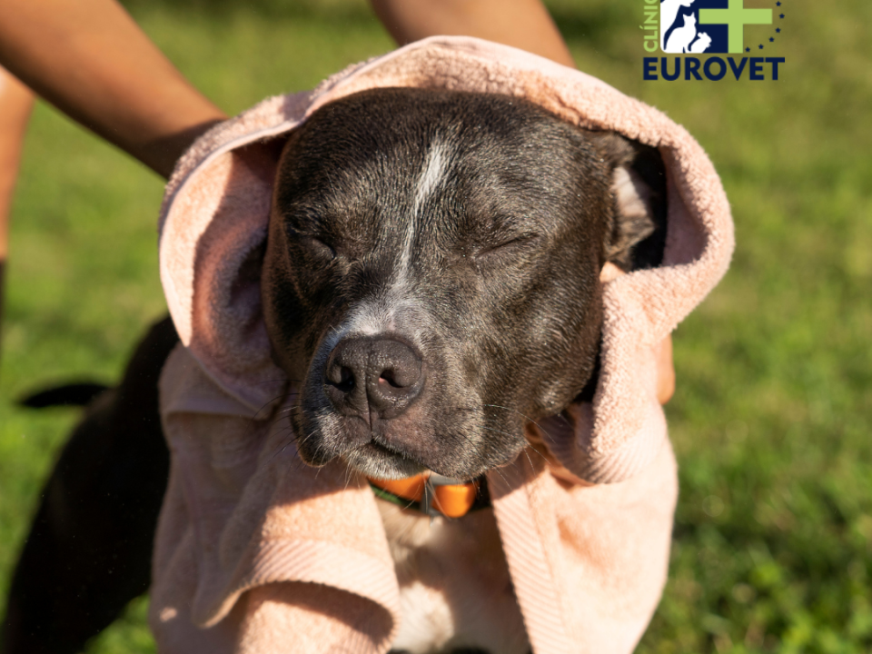 Dog in heat