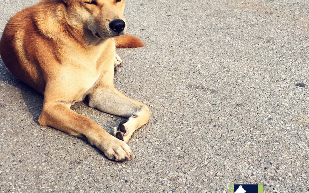 Dog in the sun