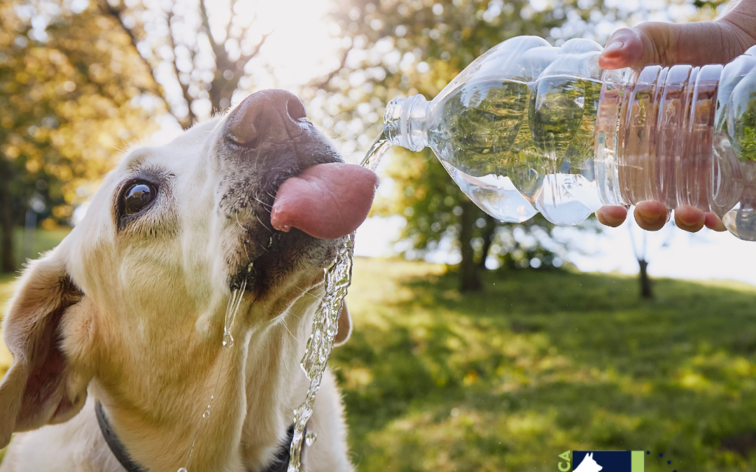 Dog cools off with water in summer