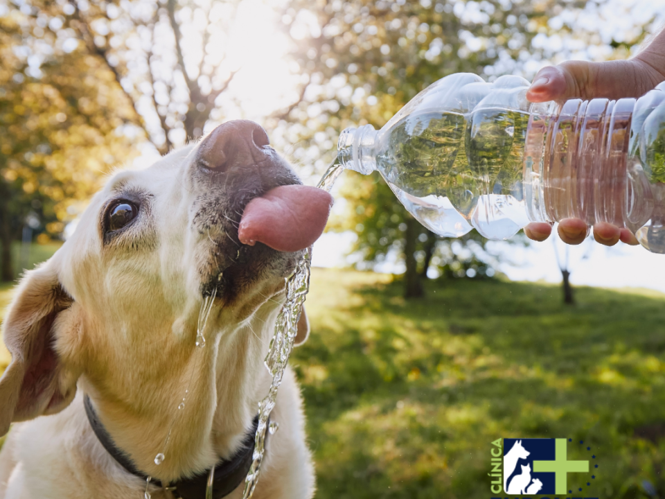 Dog cools off with water in summer