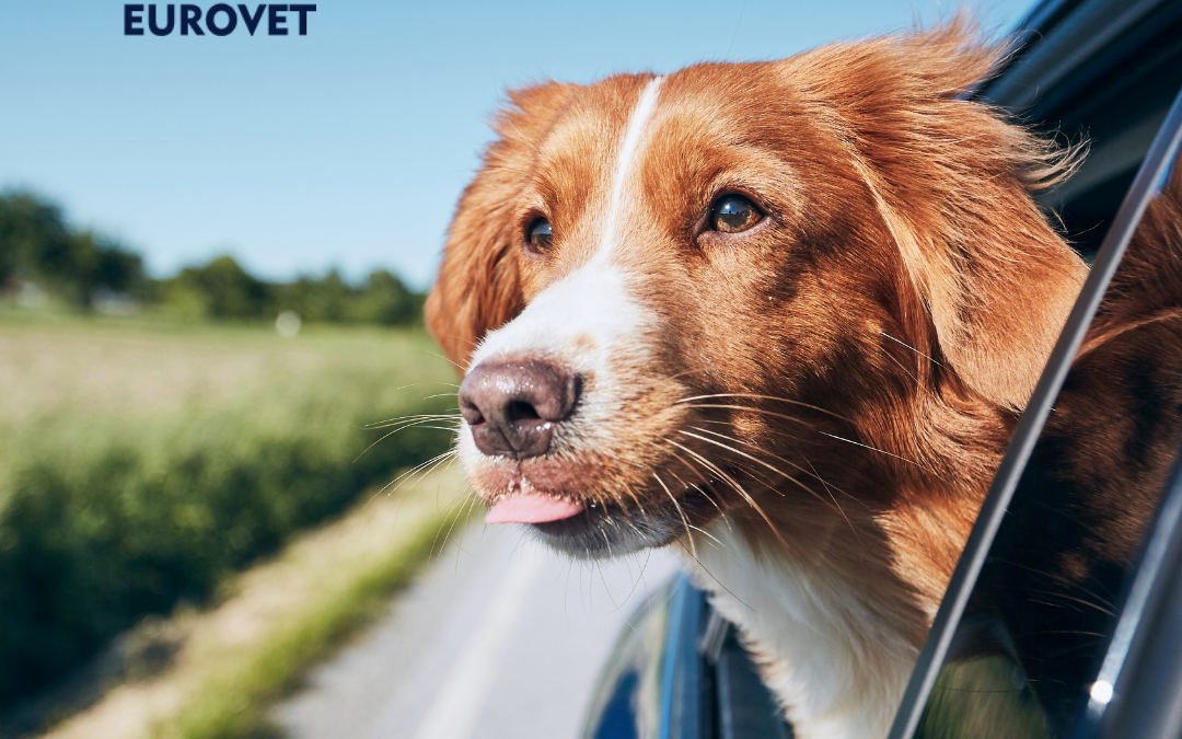 Dog travelling in the car