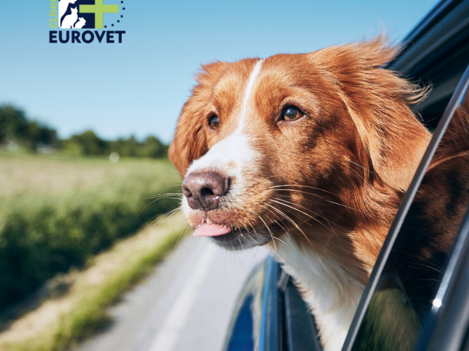 Dog travelling in the car