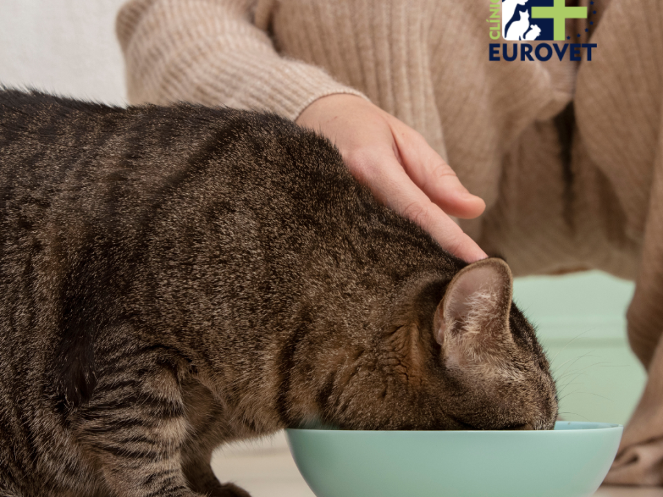 Gato mayor comiendo