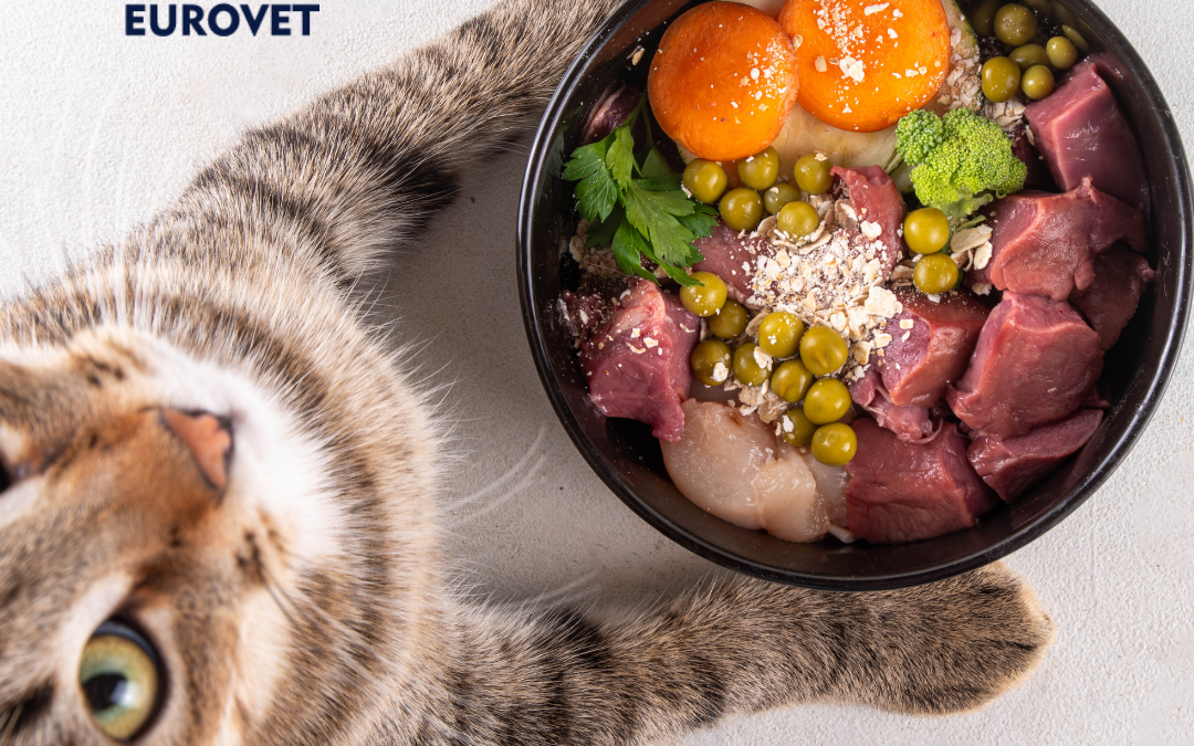 Gato con plato de comida equilibrado