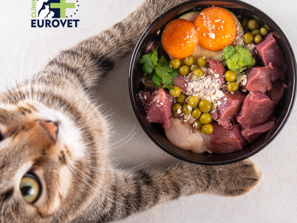 Gato con plato de comida equilibrado