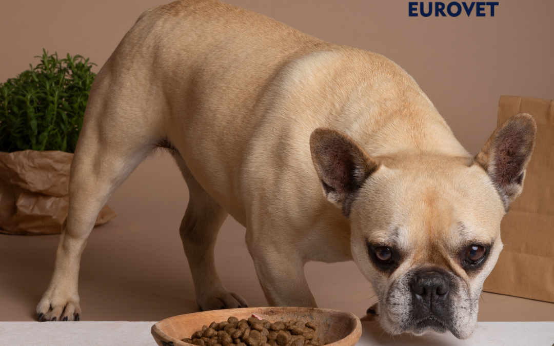 Perro comiendo equilibrado y saludable