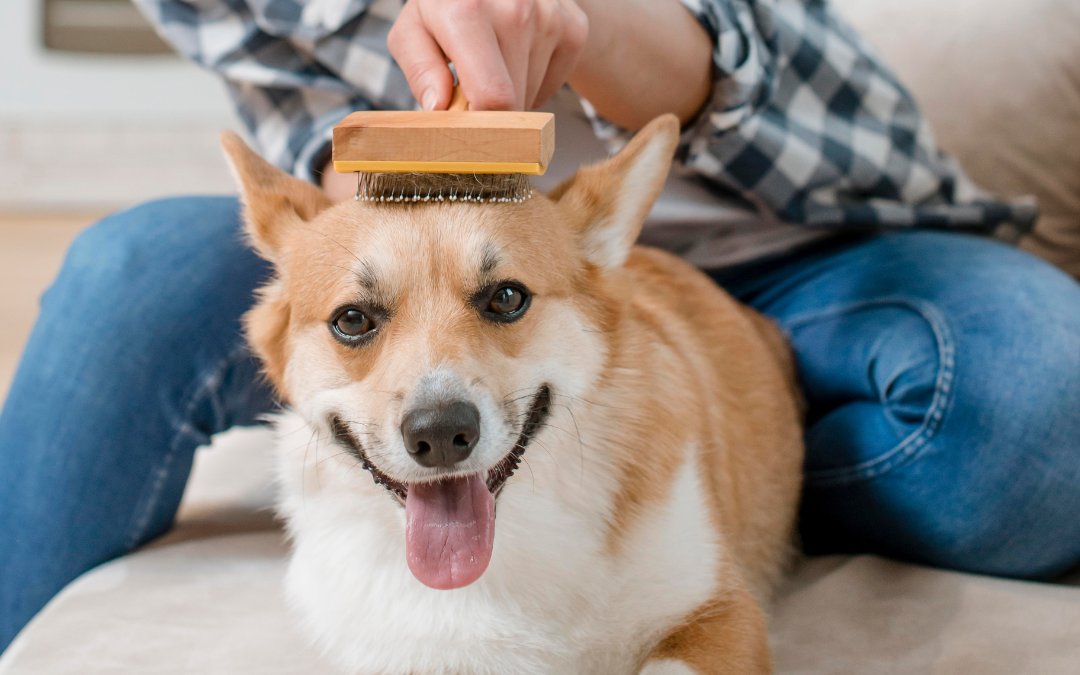 perro siendo cepillado