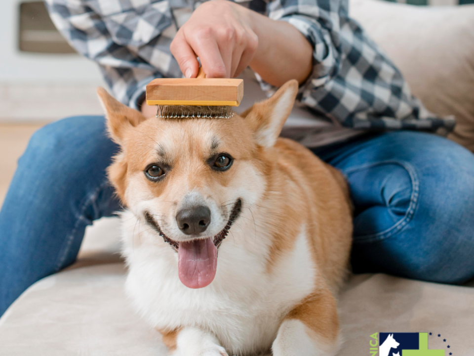 perro siendo cepillado