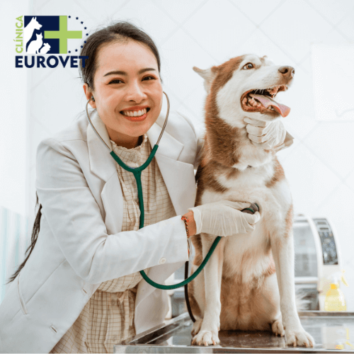 perro en el veterinario