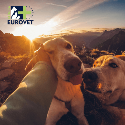 dos perros al atardecer