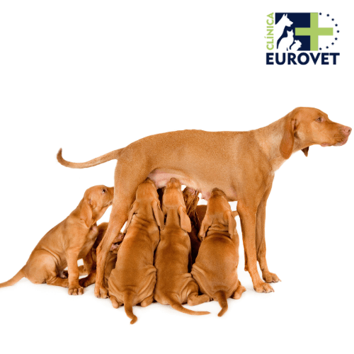 perra con sus cachorros