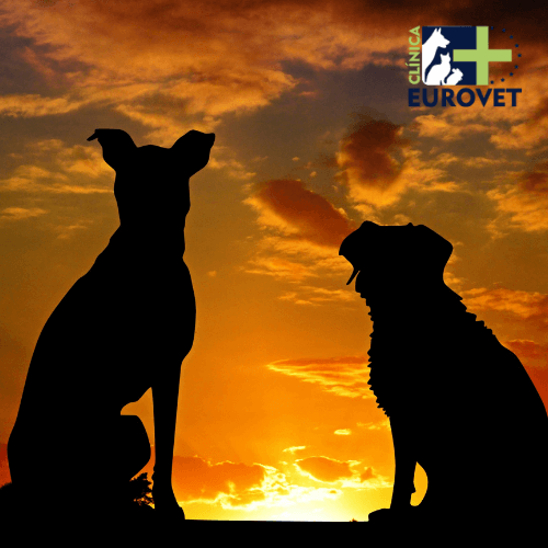 perros al atardecer