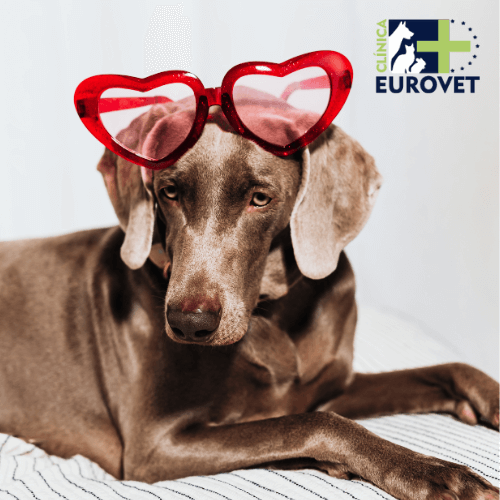 perro con gafas