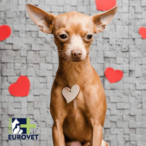 perro enamorado