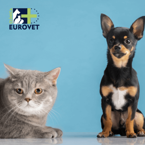 perro y gato pequeños posando