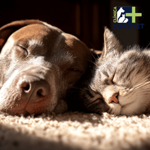 perro y gato dormidos