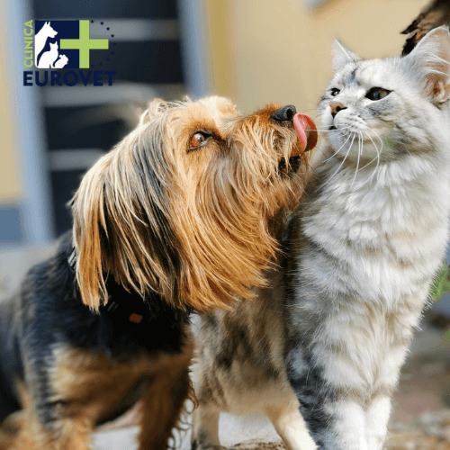 perro y gato