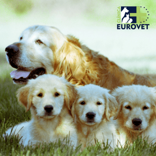 camada de perros