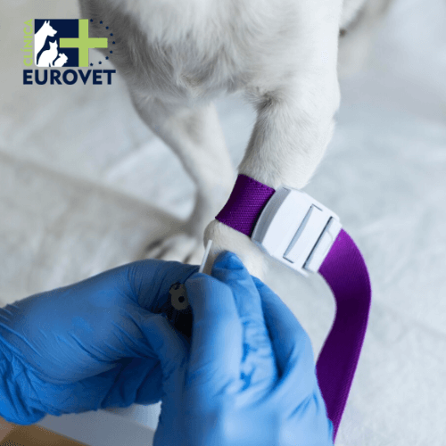 analisis de sangre en perro