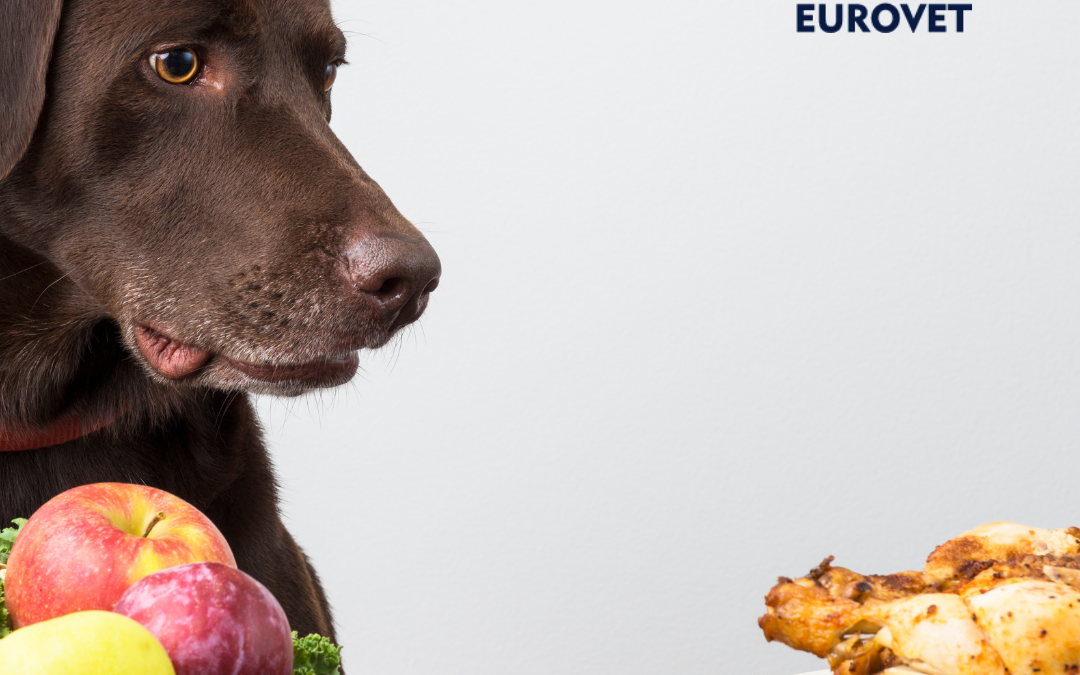 Perro decidiendo que comerse