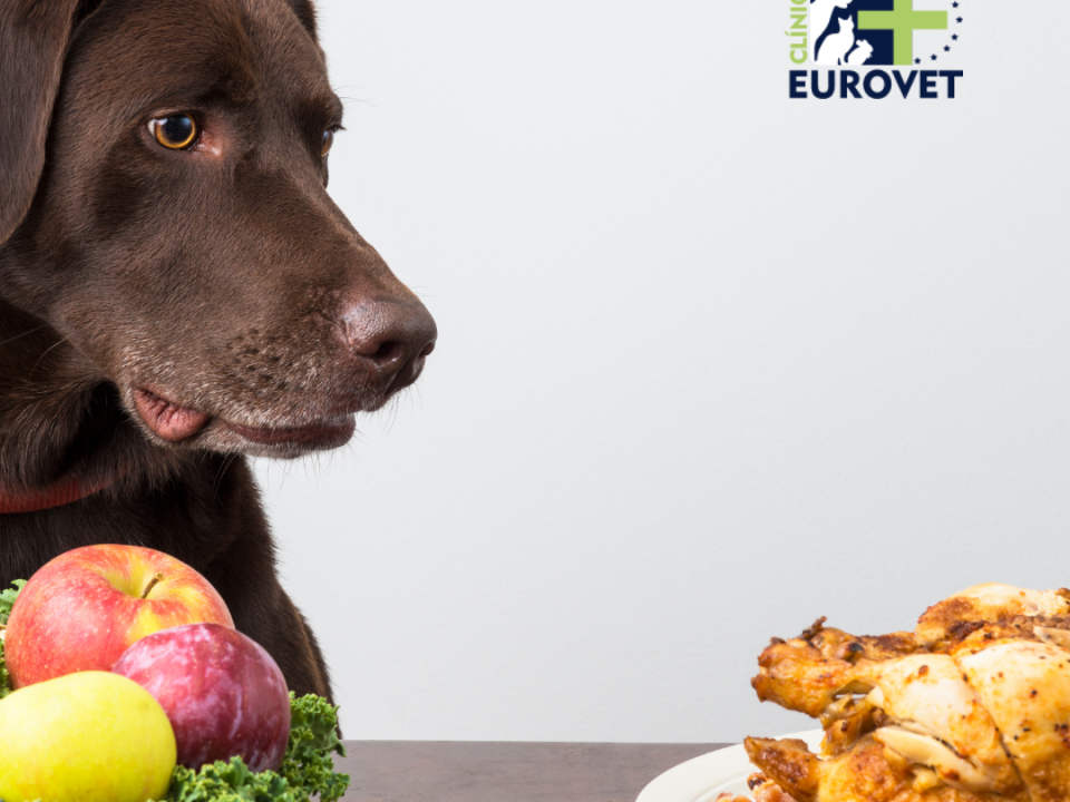 Perro decidiendo que comerse