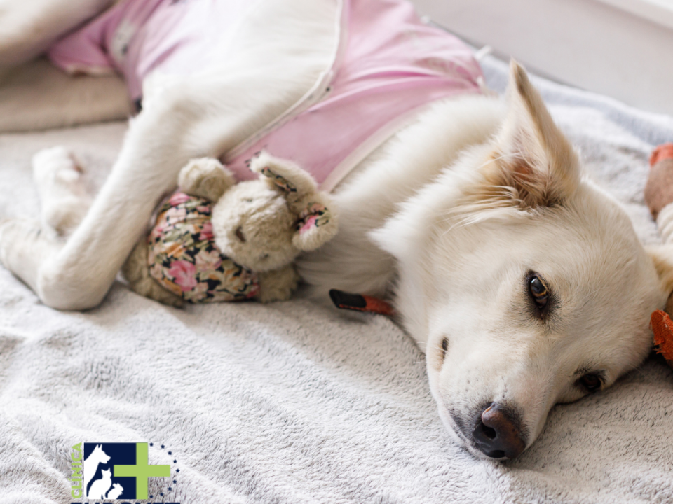 Perrita recién esterilizada