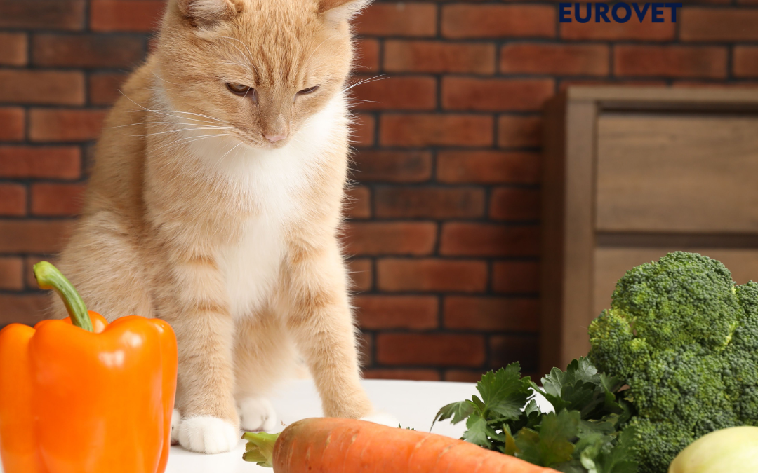 Gato comiendo equilibradamente