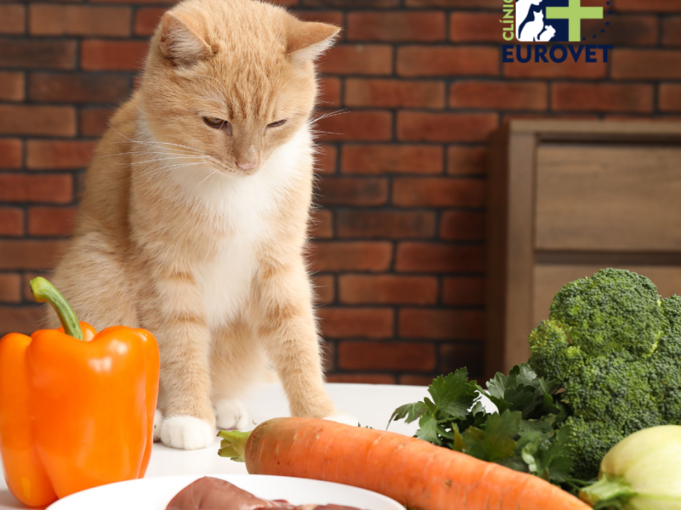 Gato comiendo equilibradamente
