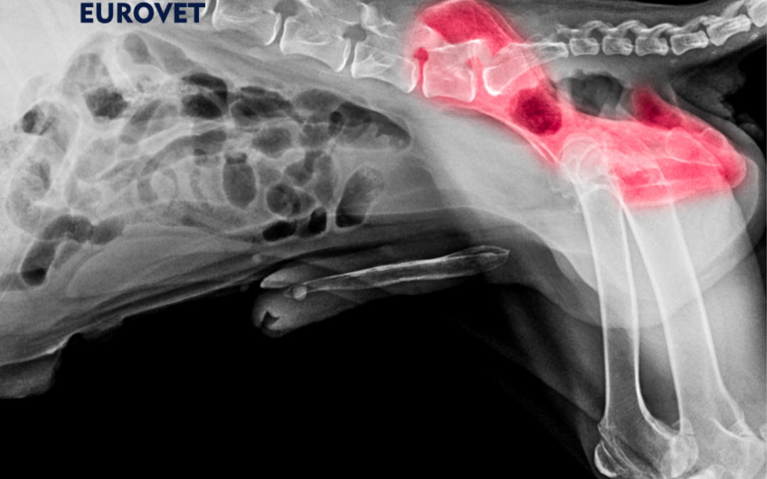 Displasia de cadera en perros mayores