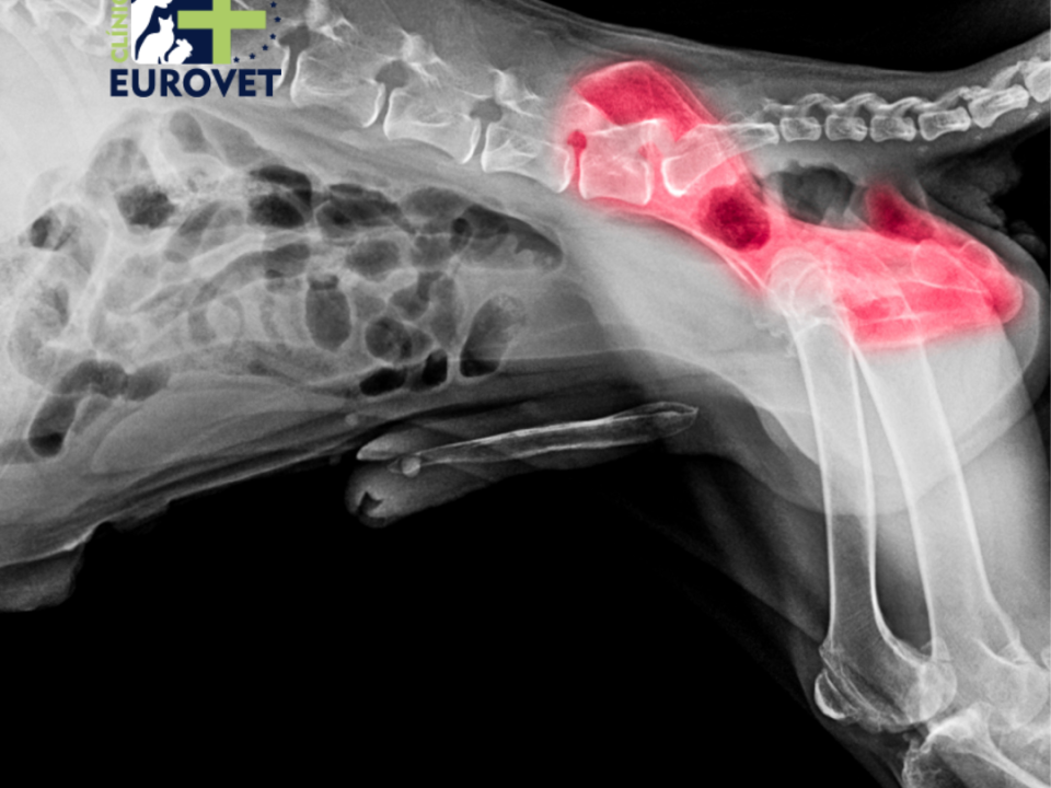 Displasia de cadera en perros mayores